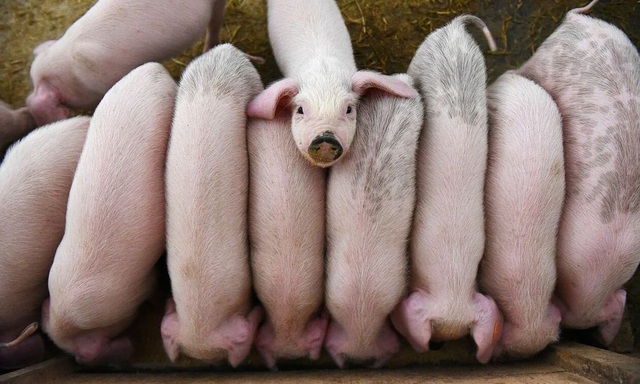 Nông dân Trung Quốc thế chấp lợn để vay ngân hàng - Ảnh 1.
