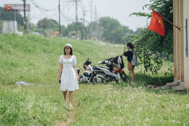 Triền đê cỏ tranh trắng muốt ở Bắc Từ Liêm trở thành điểm chụp ảnh check-in thu hút người dân Hà Nội - Ảnh 5.