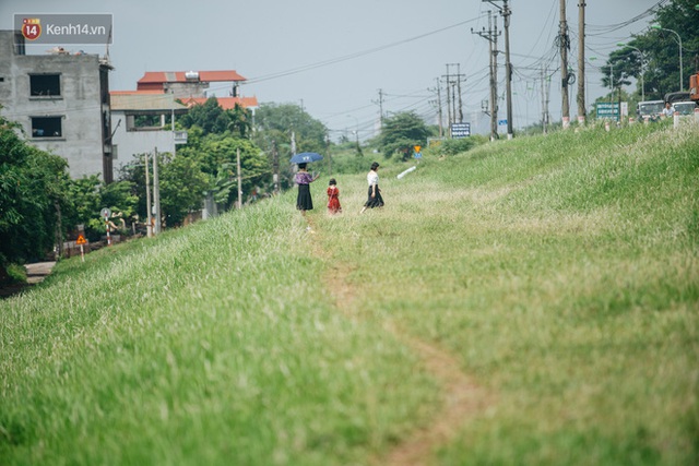 Triền đê cỏ tranh trắng muốt ở Bắc Từ Liêm trở thành điểm chụp ảnh check-in thu hút người dân Hà Nội - Ảnh 6.