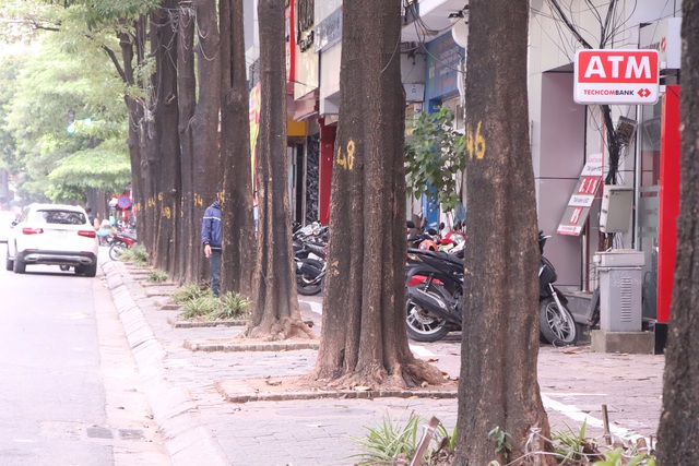Hoa sữa nở rộ khắp phố phường Hà Nội: Người khen lãng mạn, người chê ngột thở - Ảnh 8.