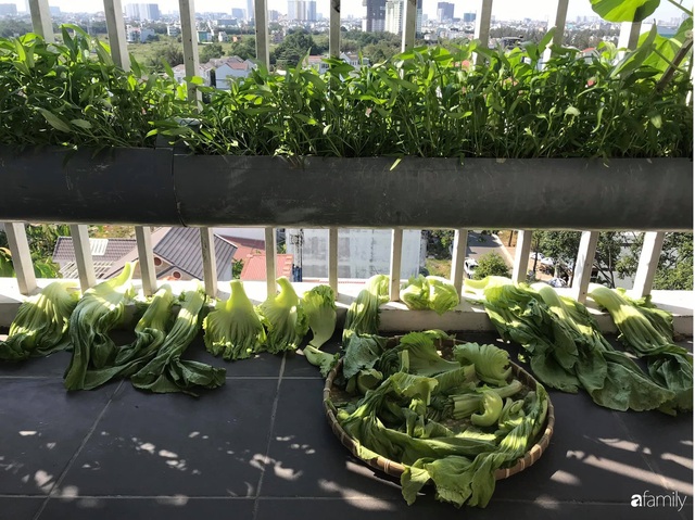 Ban công nhỏ ở chung cư phủ kín đủ loại rau quả sạch nhờ trồng bằng ống nhựa của mẹ đảm ở Sài Gòn - Ảnh 7.