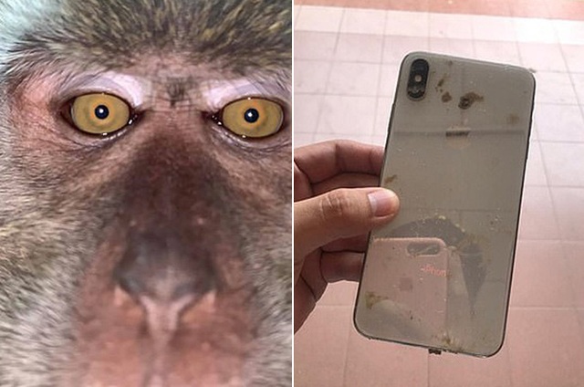 Bật cười khỉ trộm điện thoại, chụp đầy ảnh selfie - Ảnh 2.