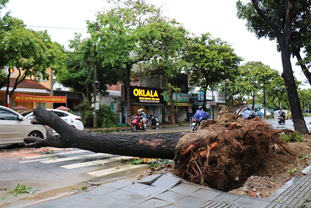 Ảnh: Hàng chục cây xanh bị quật ngã do gió lớn tại Thừa Thiên – Huế - Ảnh 2.