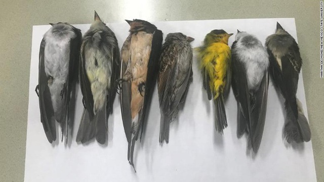 Hàng trăm nghìn con chim chết bí ẩn ở Mỹ - Ảnh 1.