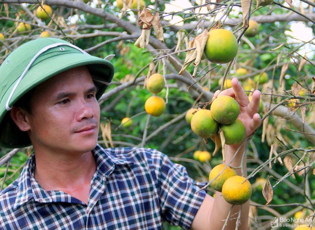 Chưa từng thấy, cam Vinh rụng đầy vườn, đổ đống bên đường - Ảnh 4.