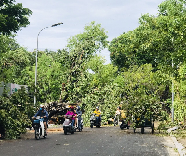 Chuyên viên phòng giáo dục ở Huế bị cây gãy đè tử vong - Ảnh 1.