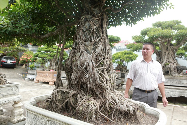 Chiêm ngưỡng bộ ba cây si cổ trị giá chục tỷ đồng của đại gia Vĩnh Phúc - Ảnh 2.