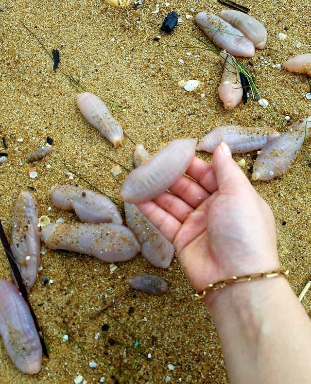 Sau bão số 5, hàng tạ sinh vật nghi hải sâm dạt vào bờ biển Thừa Thiên-Huế - Ảnh 3.