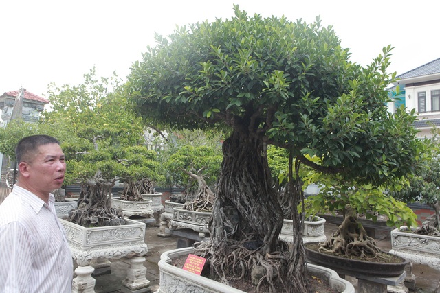 Chiêm ngưỡng bộ ba cây si cổ trị giá chục tỷ đồng của đại gia Vĩnh Phúc - Ảnh 4.