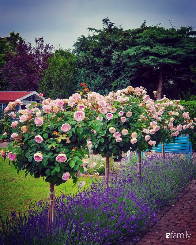 Khu vườn hoa hồng đẹp như cổ tích của mẹ đảm người gốc Hà Nội - Ảnh 11.