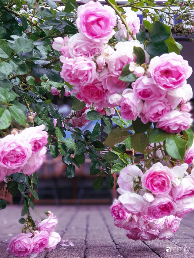 Khu vườn hoa hồng đẹp như cổ tích của mẹ đảm người gốc Hà Nội - Ảnh 12.