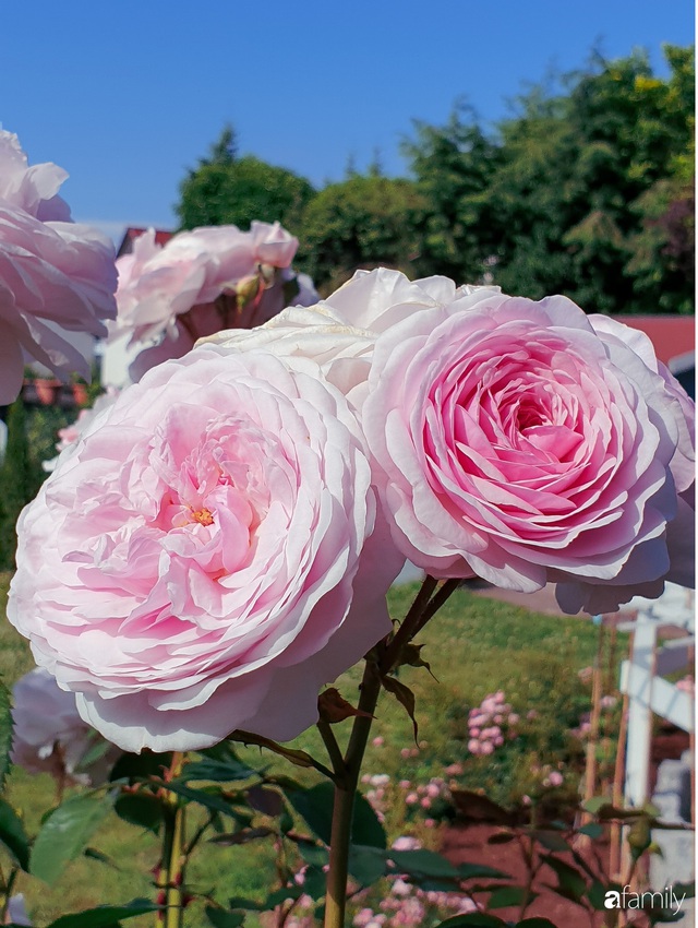 Khu vườn hoa hồng đẹp như cổ tích của mẹ đảm người gốc Hà Nội - Ảnh 18.