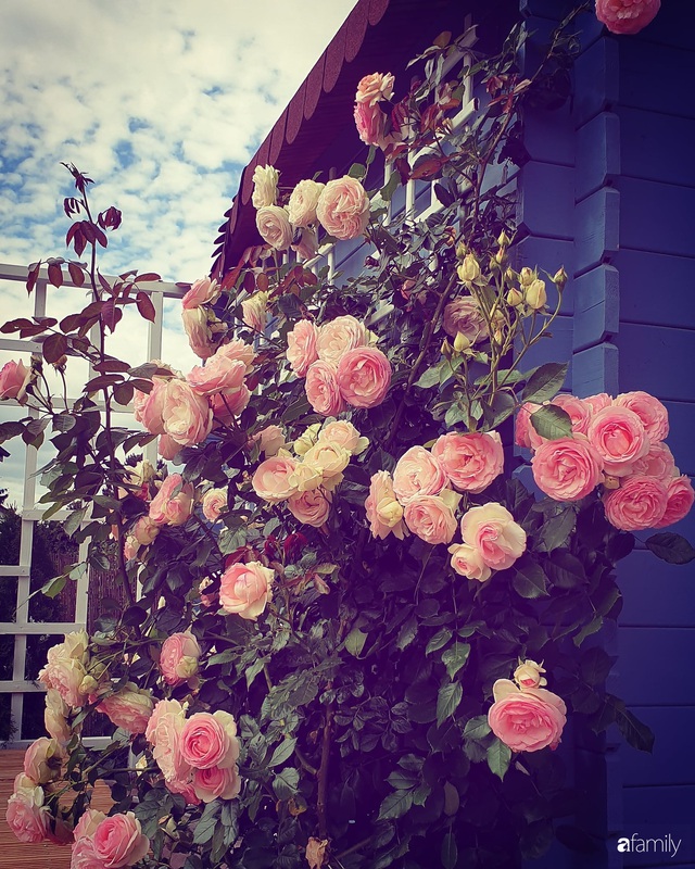 Khu vườn hoa hồng đẹp như cổ tích của mẹ đảm người gốc Hà Nội - Ảnh 3.