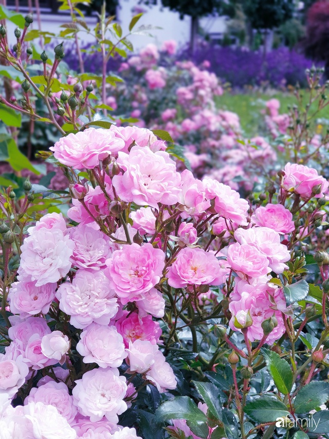 Khu vườn hoa hồng đẹp như cổ tích của mẹ đảm người gốc Hà Nội - Ảnh 4.