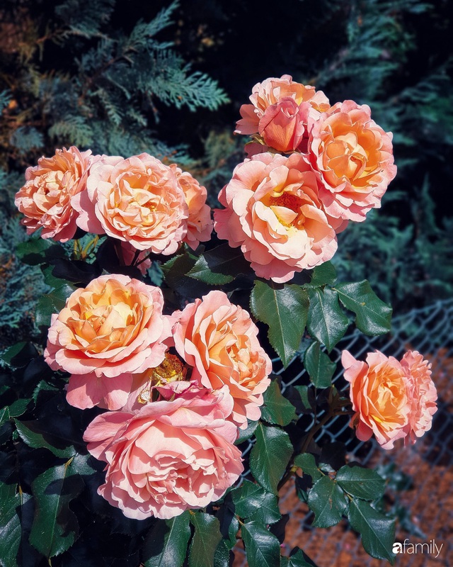 Khu vườn hoa hồng đẹp như cổ tích của mẹ đảm người gốc Hà Nội - Ảnh 5.