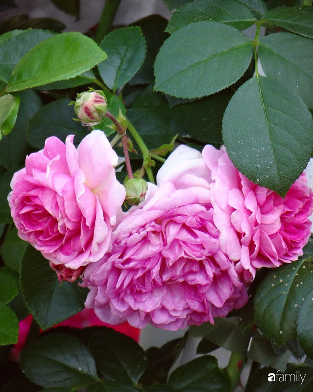 Khu vườn hoa hồng đẹp như cổ tích của mẹ đảm người gốc Hà Nội - Ảnh 6.