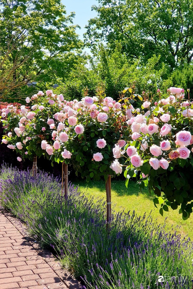 Khu vườn hoa hồng đẹp như cổ tích của mẹ đảm người gốc Hà Nội - Ảnh 8.