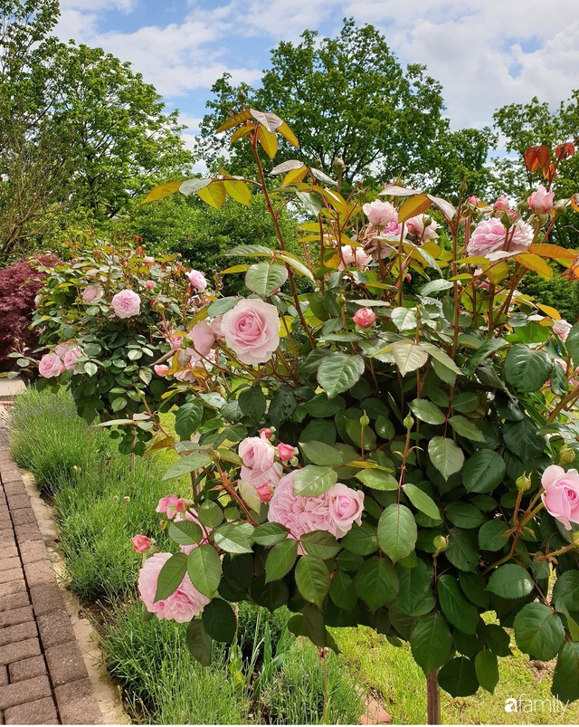 Khu vườn hoa hồng đẹp như cổ tích của mẹ đảm người gốc Hà Nội - Ảnh 10.