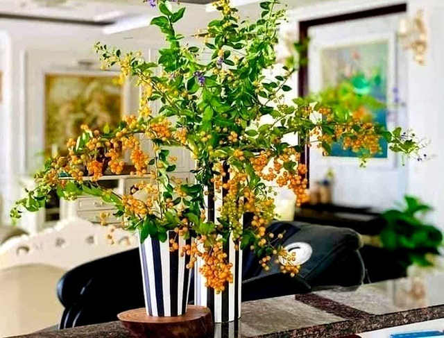 Cây bụi bờ rào: Ở quê cho không, Hà Nội thành hàng sang chảnh - Ảnh 2. Cây bụi bờ rào: Ở quê cho không, Hà Nội thành hàng sang chảnh - Ảnh 2.