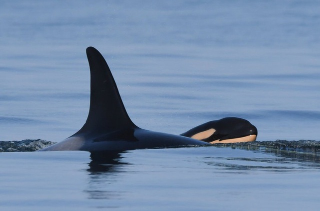 Hai năm sau lần mang xác con 17 ngày, cá voi mẹ đã sinh nở - Ảnh 1.