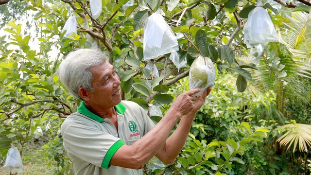 Nông dân Đồng Tháp trồng 120 cây ổi lạ, ra trái to bự bất thường - Ảnh 1.