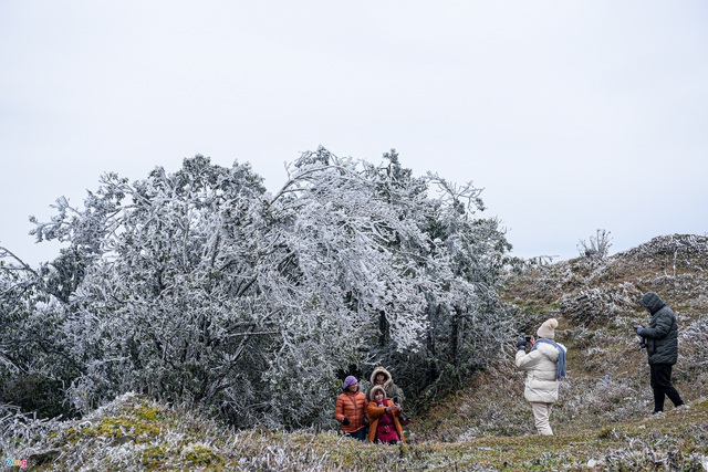 Khoảnh khắc băng giá đọng trên cây ngày rét 0 độ C - Ảnh 1.