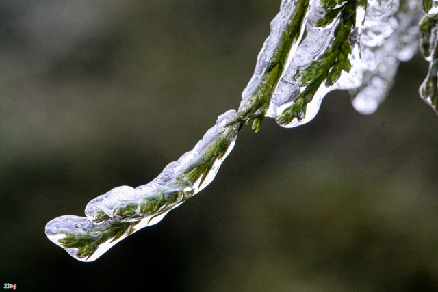 Khoảnh khắc băng giá đọng trên cây ngày rét 0 độ C - Ảnh 9.