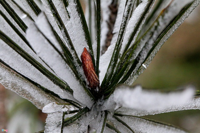 Khoảnh khắc băng giá đọng trên cây ngày rét 0 độ C - Ảnh 10.