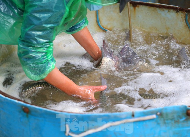 Tay trần bê đá lạnh, bắt cá tươi trong cái rét thấu xương Hà Nội - Ảnh 6.