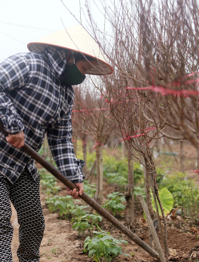 Hà Nội: Rét kỷ lục, nông dân Nhật Tân lo ủ ấm cho đào kịp phục vụ Tết Nguyên đán - Ảnh 5.