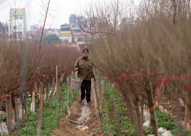 Hà Nội: Rét kỷ lục, nông dân Nhật Tân lo ủ ấm cho đào kịp phục vụ Tết Nguyên đán - Ảnh 11.
