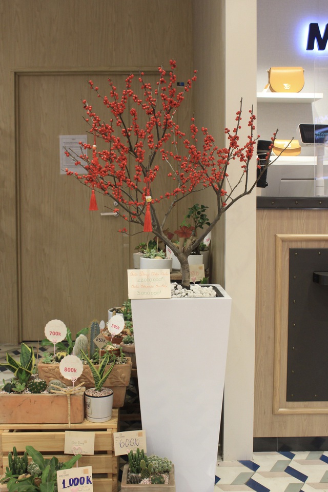 Kinh tế điêu đứng vì COVID nhưng dân Việt vẫn vung tiền mua đào đông đỏ nguyên cây về chơi Tết - Ảnh 4. Kinh tế điêu đứng vì COVID nhưng dân Việt vẫn vung tiền mua đào đông đỏ nguyên cây về chơi Tết - Ảnh 4.