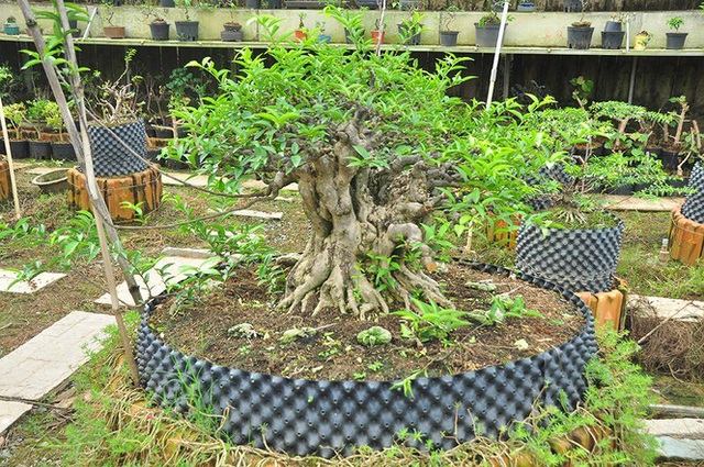 Choáng ngợp vườn bonsai khủng ở Đồng Tháp - Ảnh 3.