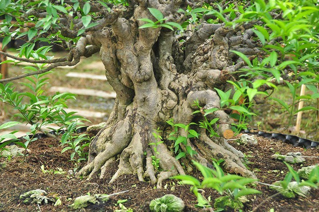 Choáng ngợp vườn bonsai khủng ở Đồng Tháp - Ảnh 5.