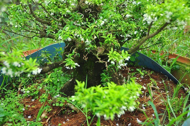 Choáng ngợp vườn bonsai khủng ở Đồng Tháp - Ảnh 6.