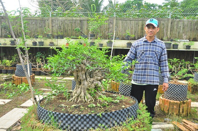 Choáng ngợp vườn bonsai khủng ở Đồng Tháp - Ảnh 7.