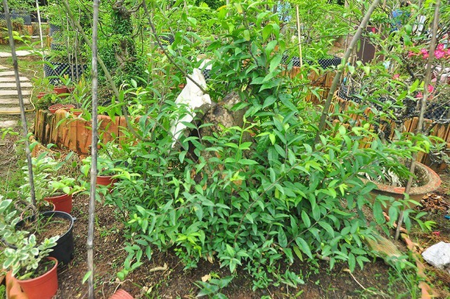 Choáng ngợp vườn bonsai khủng ở Đồng Tháp - Ảnh 8.