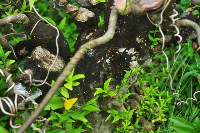 Choáng ngợp vườn bonsai khủng ở Đồng Tháp - Ảnh 10.