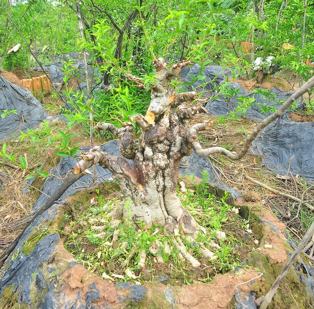 Choáng ngợp vườn bonsai khủng ở Đồng Tháp - Ảnh 11.