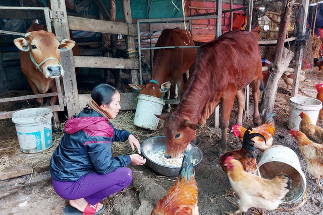 Người dân vùng lũ Hà Tĩnh khốn khổ vì mua rơm khó hơn mua vàng - Ảnh 5.