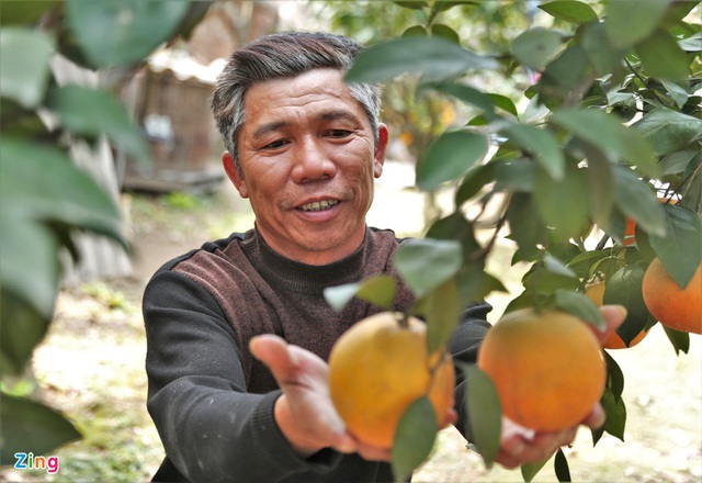 80.000 đồng một quả, cam Xã Đoài không đủ bán dịp Tết - Ảnh 12.