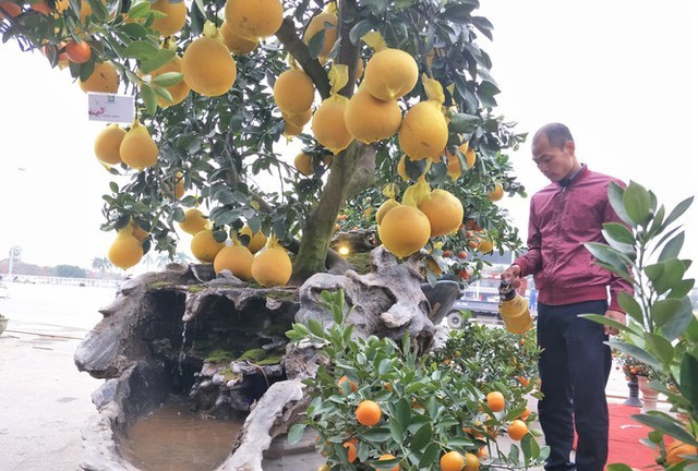 Cây cảnh... lãnh đủ: Ma trận bonsai - Ảnh 2.