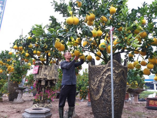 Cây cảnh... lãnh đủ: Ma trận bonsai - Ảnh 3.