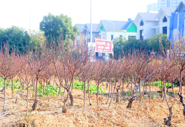 Vựa trồng đào lớn thứ 2 tại Hà Nội chạy nước rút phục vụ Tết cổ truyền - Ảnh 11.