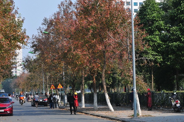 Giới trẻ Hà Nội tíu tít check in tại hàng cây phong lá đỏ có khung cảnh đẹp không kém gì trời tây - Ảnh 2.