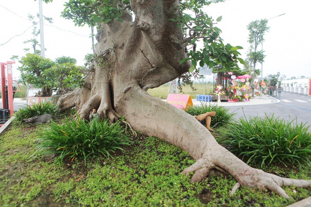 Siêu cây sung giá 10 tỷ đồng của đại gia Hà thành, có phải chém quá lời? - Ảnh 7.