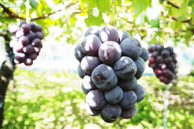 Loại nho được cả phụ nữ lẫn đ&agrave;n &ocirc;ng săn l&ugrave;ng, l&yacute; do rất đặc biệt - Ảnh 1.