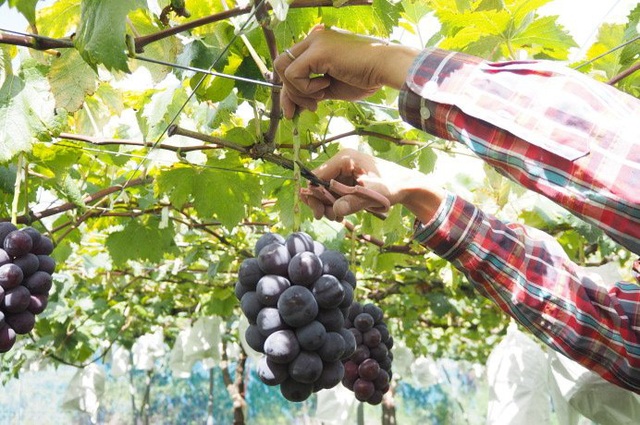 Loại nho được cả phụ nữ lẫn đ&agrave;n &ocirc;ng săn l&ugrave;ng, l&yacute; do rất đặc biệt - Ảnh 3.