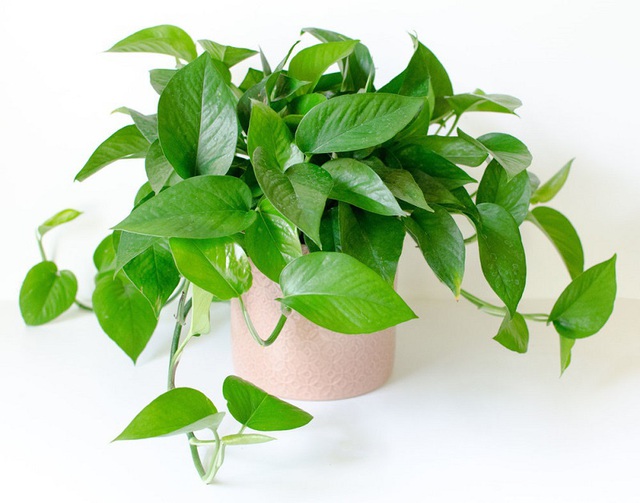 6 loại cây phong thuỷ nên trồng trong phòng ngủ giúp tăng tài vận, vượng khí - Ảnh 1.