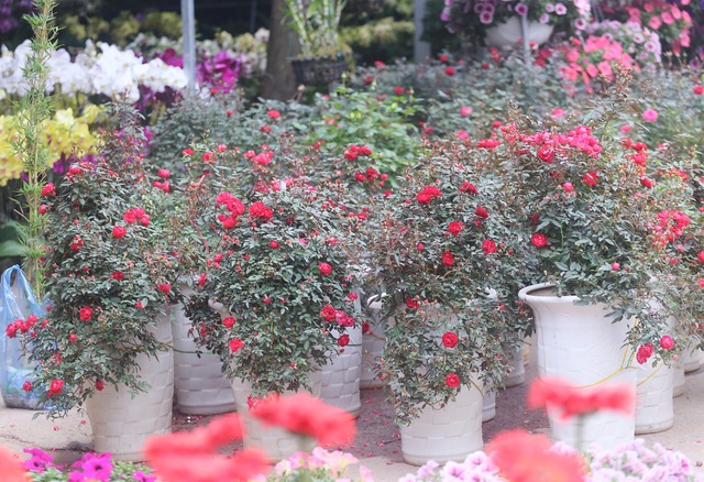 Hà Nội: Giá chỉ từ 500.000 đồng/chậu hoa hồng đẹp xao xuyến chờ khách chơi Tết - Ảnh 4.